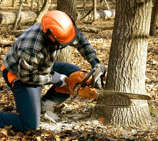 Tree Removal in Blandburg, PA